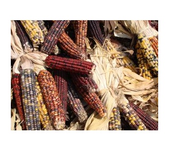 indian corn